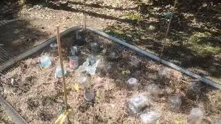 Seedlings Planted with Protection from Slugs, Snails and Birds - Reverse Homesteading