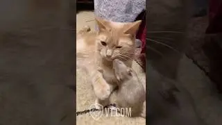 Rat Freaks Out in Cat&rsquo;s Mouth Over Stolen Cheese 😂🧀😹