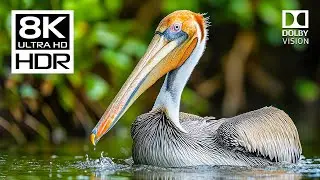 Bird Life in Nature OLED Demo 8K HDR 120fps Dolby Vision (4K/8K TV)