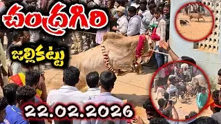 చంద్రగిరి పశువులపండగ 🔥 22.02.2026 🔥Chandragiri Jallikattu Full video 💥