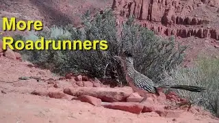 More Roadrunners