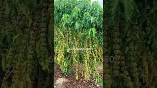 JARAK TANAM IDEAL KOPI