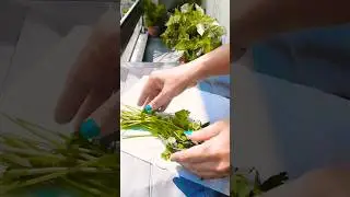 How to keep your coriander fresh!  #shorts #hacks #kitchenhacks #homehacks #easyhacks #budgeting