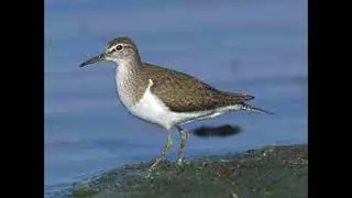 Common Sandpiper Bird Call