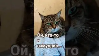 Шерсть кота #cat #видосыоткота #прикольныекоты