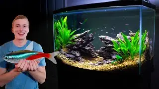 Building Huge NEON TETRA Aquascape (45 gallons)