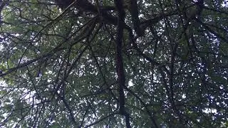Lay Back Look Up - 2 minutes Under a Cherry Tree