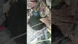 Les muestro que casi ya est&aacute;n listas las calabazas para el atole. 