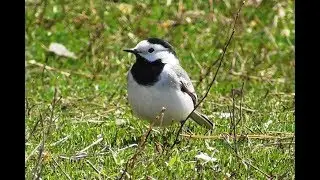 Белая трясогузка  ( Motacilla alba )