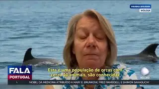 Ataques com orcas na costa portuguesa