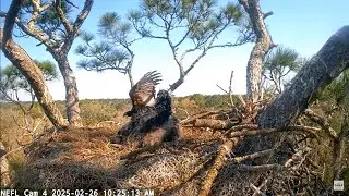 Large Bird Tries To Land on NEFL Nest