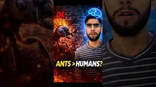 #information When Human Intelligence Fails Against Ants