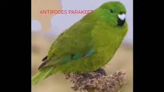 parrot name# pet name with pictures  eng# parrot top 10#