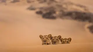Lions of the Skeleton Coast | Trailer | Will e Lianne Steenkamp