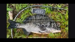浜田川 カニでヘチ釣り　チヌがいっぱい浮いてる⁉️