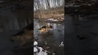 #dog #dog2023 #happyholidays2023