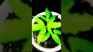 #shorts#ethos #plants #godfather first ever clones