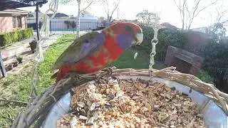 Young Crimson Rosella - talking to themselves, backyard birds 🐦🐦🐦🐦🐦🐦🐦🐦🐦🐦