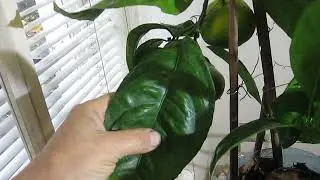 Мандарин Шива Микан подключение теплых полов  Mandarin Shiva Mikan connection of warm floors