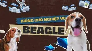 Beagle - Giống ch&oacute; nghiệp vụ xuất sắc