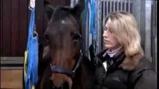 EMS beim Pferd - Ursachen