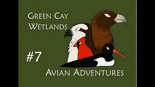 Avian Adventures - Episode 7 - Green Cay Wetlands