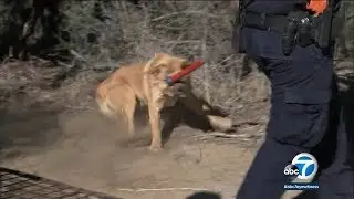 VIDEO: Dog mauling in Anza prompts sweep of stray dogs in community | ABC7