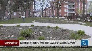 Toronto waiting for health officials to green light community gardens