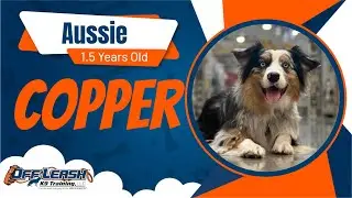 Copper the Aussie Overcoming his Reactivity! 🐾☀️