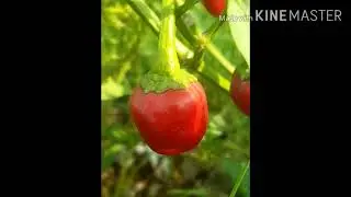 Red Chilli || Lal Mirch || Red Chilli Production