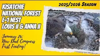 Stepping Up When It Matters Most | Kisatchie Natl Forest E-1 Nest (1/26)