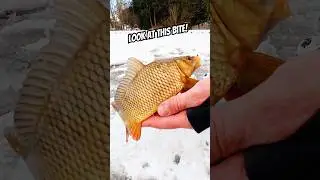 I&rsquo;ve caught a GOLDFISH! This ice fishing method is like euro nymphing - TRY IT for sure! #icefishing