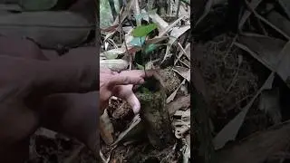 Bambu sambung nyawa dalam bambu lapuk tumbuh pohon #shorts