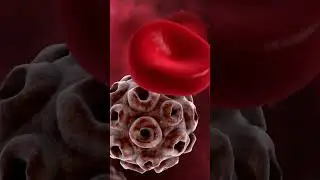 Prednisone Explained #steroids #medicine #health #inflammation #autoimmune