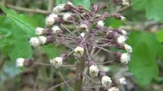 Groot hoefblad - Petasites hybridus