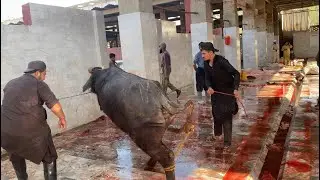Slaughter House work | cutting skills