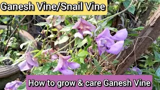 Ganesh Vine Plant Care, How to grow and care Ganesh vine/snail vine/Vigna Speciosa/Corkscrew vine