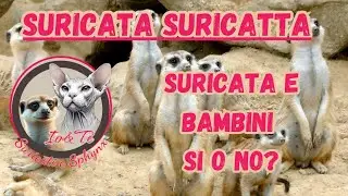 Suricata e bambini. Si o no?