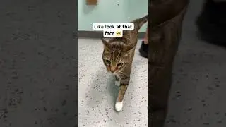What a cute face!!!! #cat #cats #cutecat #tabbycat #kitty #catvideos #animals #vetmed #vetlife