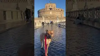 Lovely walk with my Pit bull in Rome