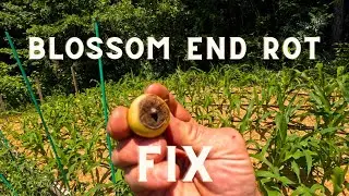 Black Spots on your Tomatoes | How to Fix Blossom End Rot