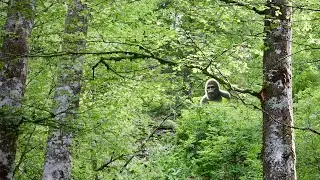 FASCINATING British Bigfoot Encounters - The Cornish Woodwose | Cryptids, Wildfood & Outdoors