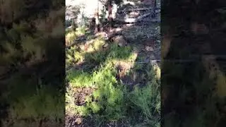Stealthy Man Sneaks Up on Sleeping Elk || ViralHog