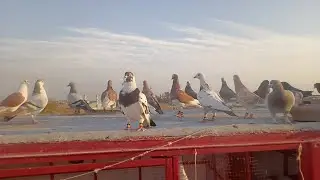 Goola Kabootar Bazi گولو کبوتر بازی لڑائیا کا شوق اج ایک شکار کیا 