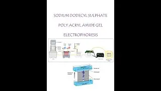 SDS PAGE   ELECTROPHORESIS OF PROTEIN