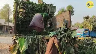 মধুপুর রাস্তার দুপাশে কলা বিক্রির জন্য অনেক কলা নিয়ে আসছেন চাষী ভাইয়েরা টাঙ্গাইল মধুপুর 