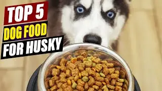 Best Dog Food for Huskies: High-Energy Formulas & Nutritional Needs