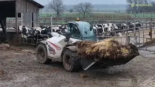 Bobcat gépek egy szarvasmarha telepen - laikus kérdések, őszinte válaszok