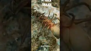 Spider Tailed Viper | Nature's Deceptive Mimicry | spider tail snake