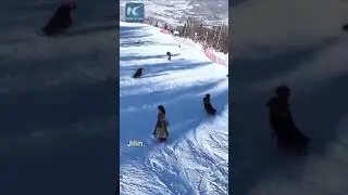 Skiers dressed in traditional Chinese costumes slide down the snowy slopes at ski resorts